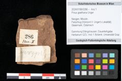 Foto (Objekt + Etikett) von Pinus goethana Unger (NHMW-GEO-2024-0188-0286)